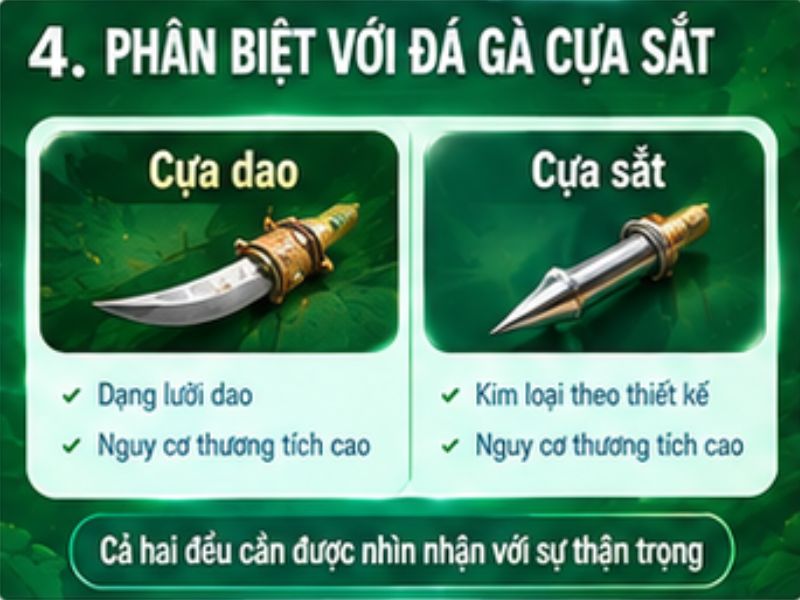 Phân biệt đá gà cựa dao và đá gà cựa sắt