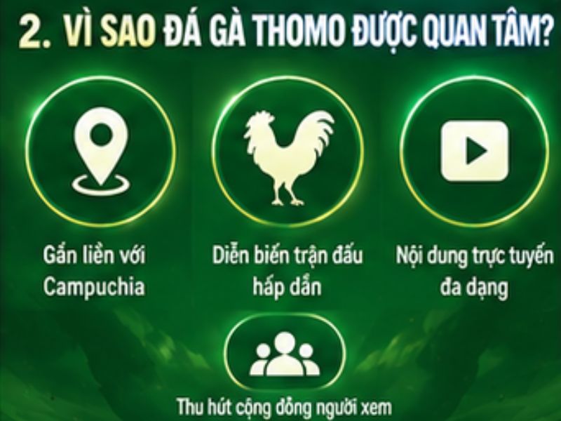Vì sao đá gà Thomo được nhiều người tìm hiểu